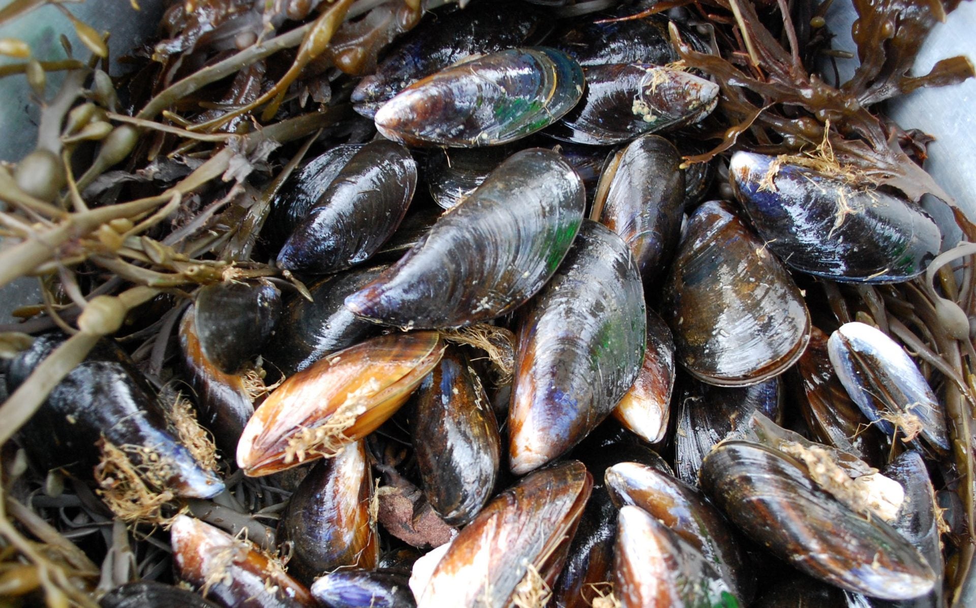 Our Mussels: measured in food metres not miles