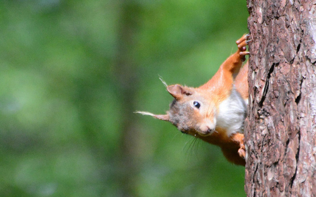 A Vote For Our Local Woodland