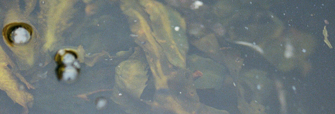 Are seaweed baths good for you?