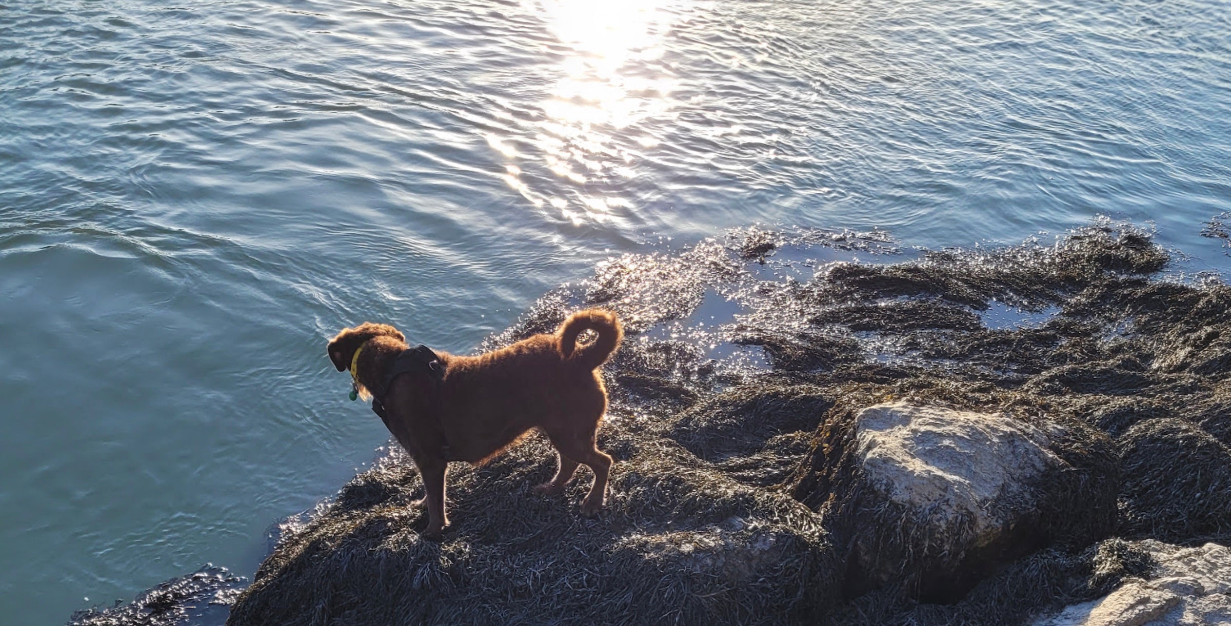 Dogs of Tide