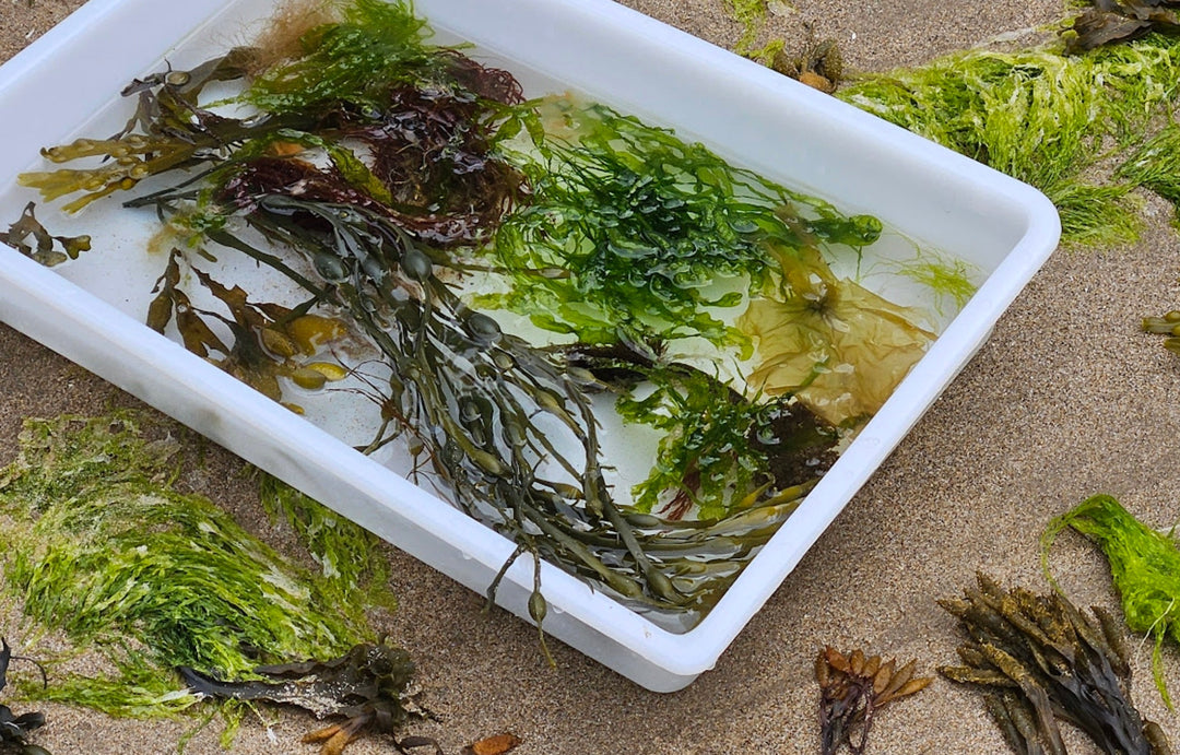 'Mother of the Sea' Kathleen Drew-Baker, the unsung hero of seaweed