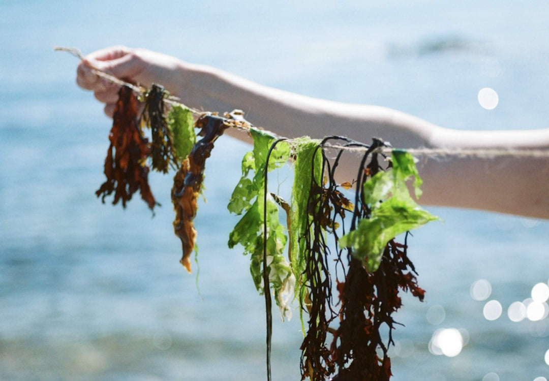 The science behind why seaweed is good for your skin