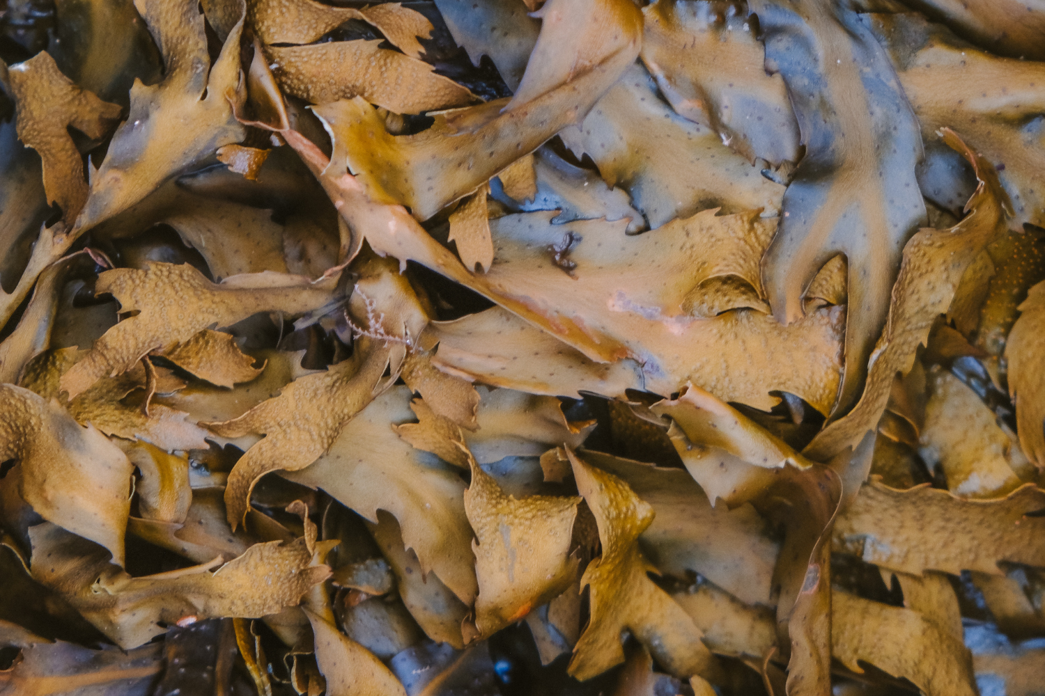 Underwater forests for preserving climate and biodiversity