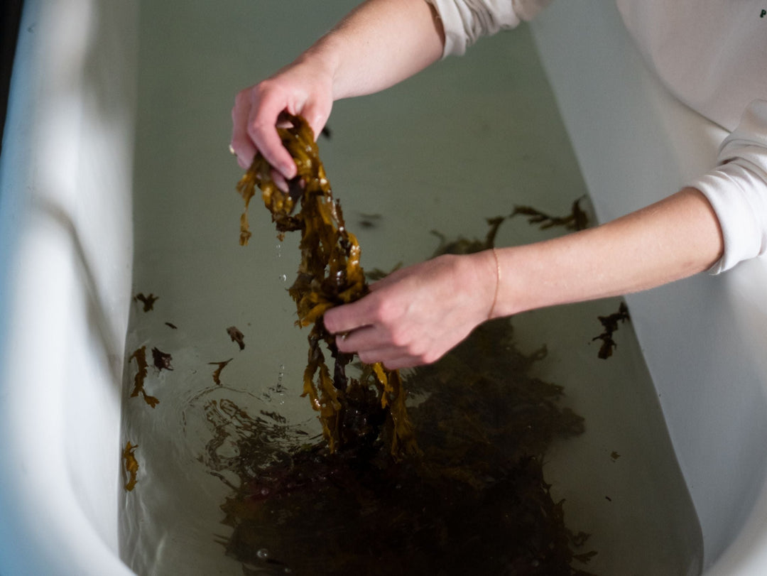The ancient tradition of seaweed bathing