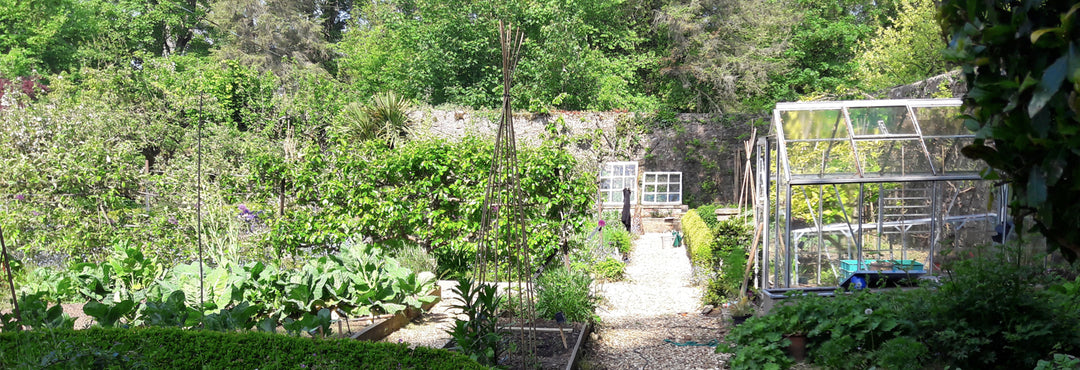 How to use seaweed in the garden