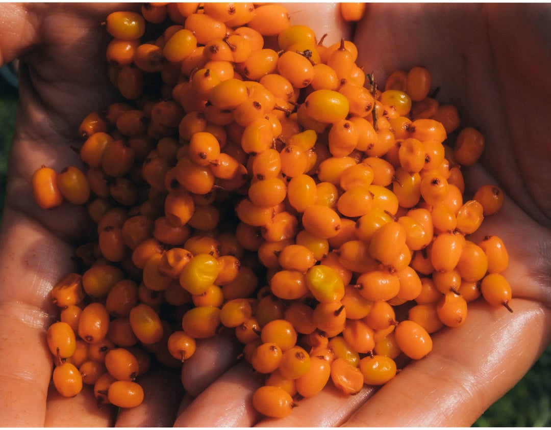 Why We Love Sea Buckthorn