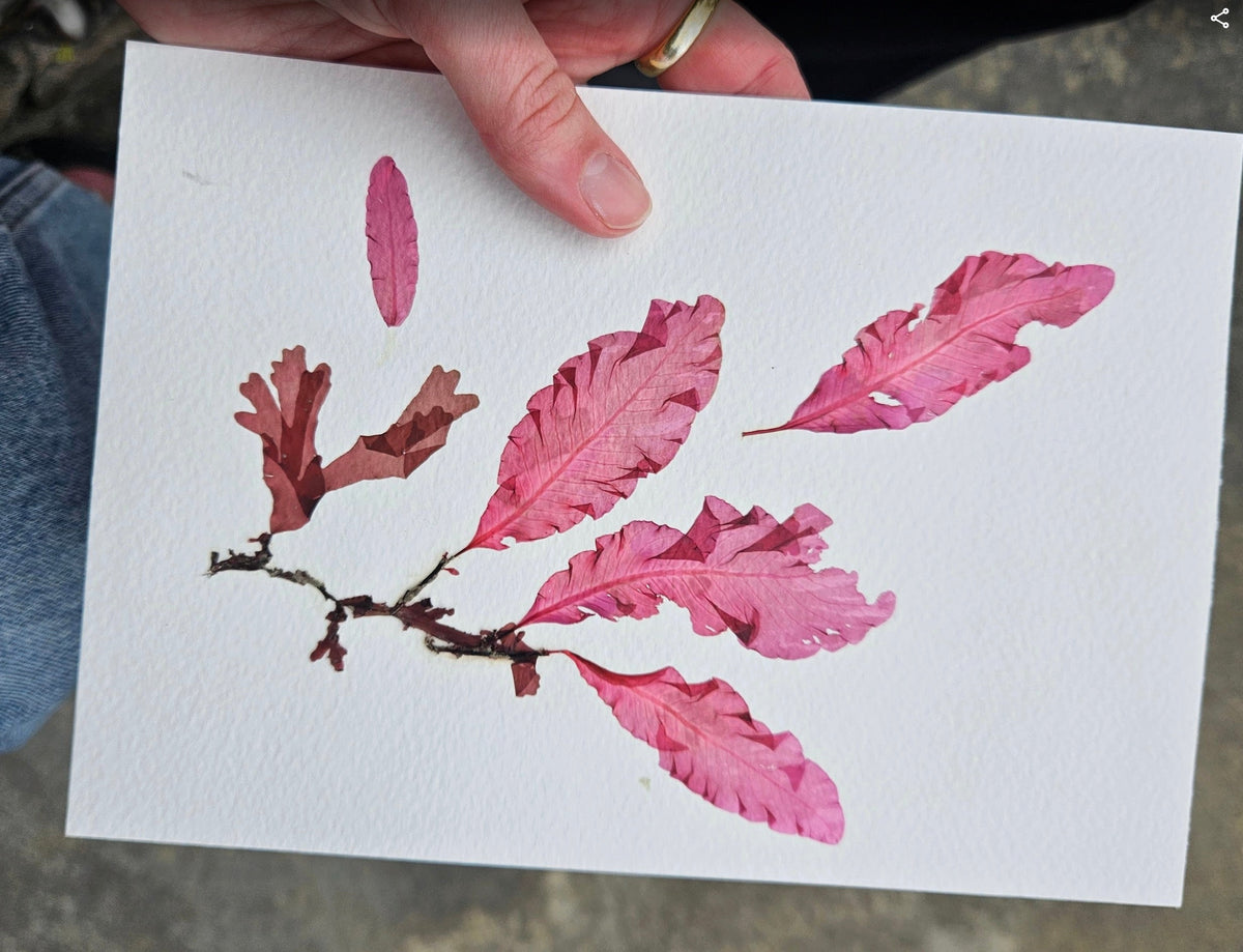 Cards & Prints