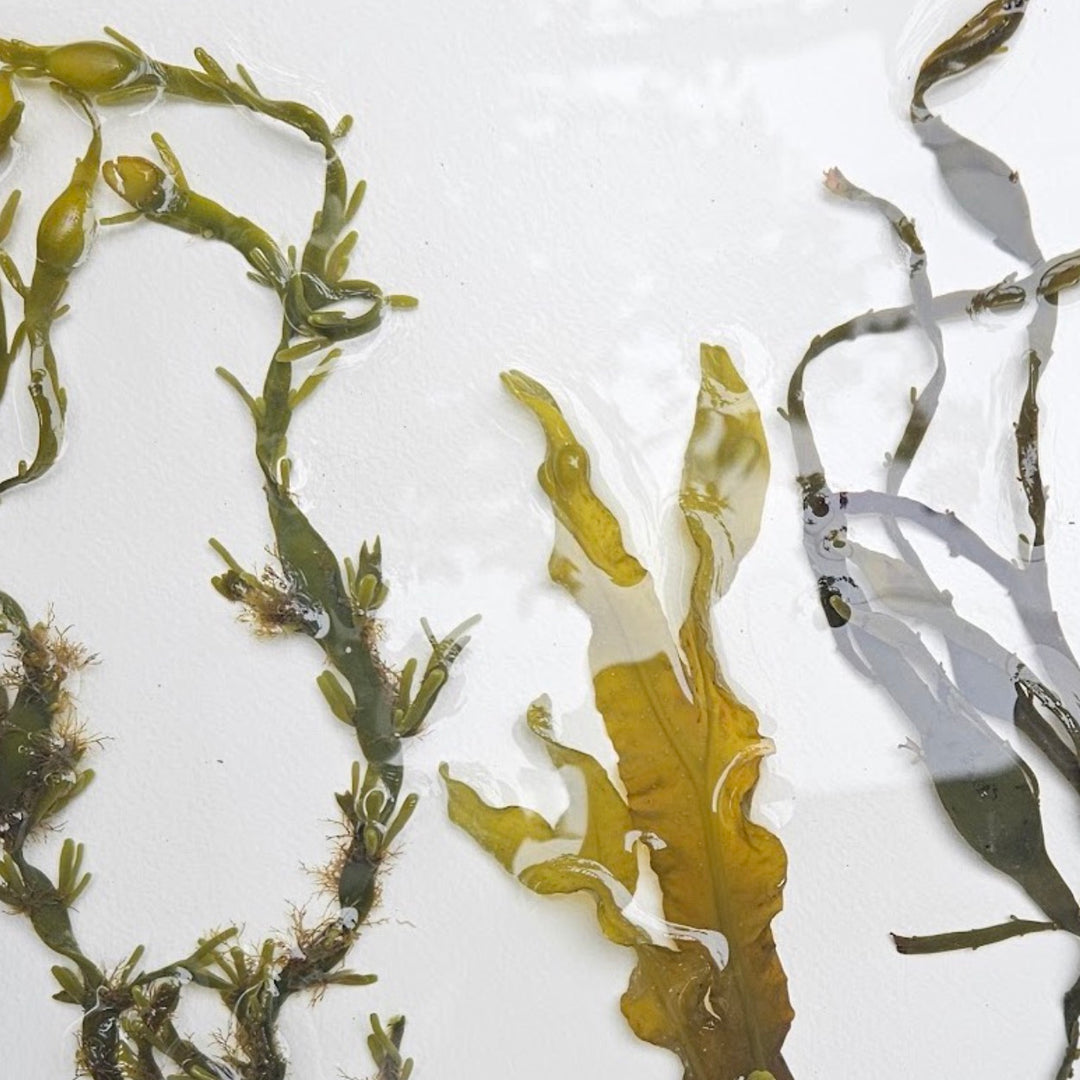 Seaweed Bath Elixir