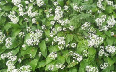 Wild Garlic Pesto