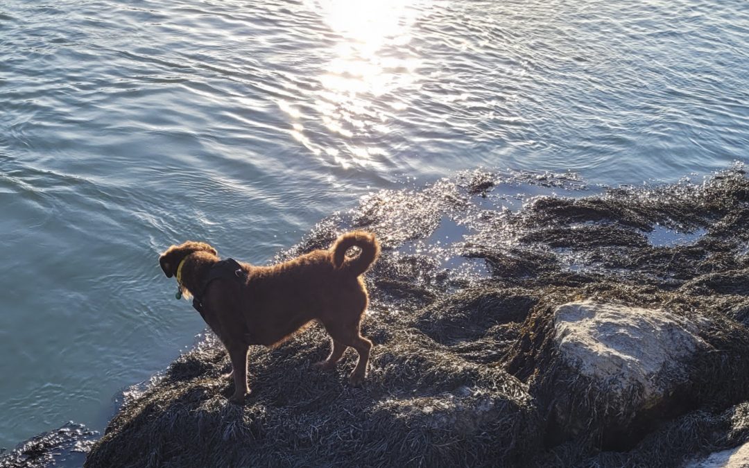 Dogs of Tide