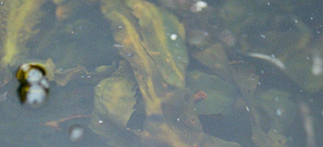 Are seaweed baths good for you?