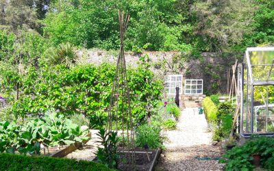 How to use seaweed in the garden